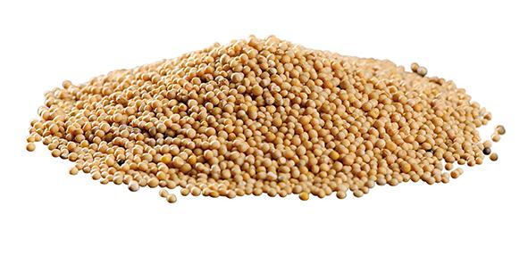 Senapsfrö gul hel 25kg. säck