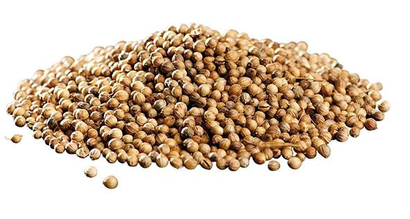 Koriander hela 19,7kg. säck