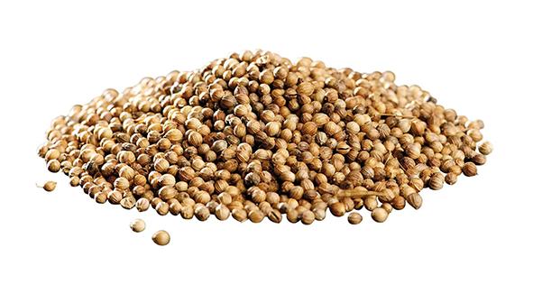 Ekologisk Koriander hel 20kg. säck
